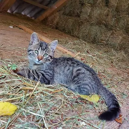 Farmház Mala Farma Nani Visoko