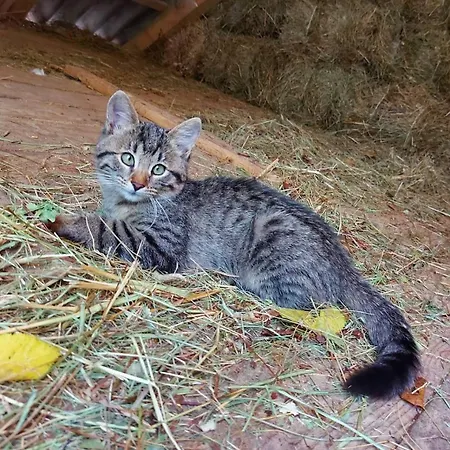 Farmház Mala Farma Nani