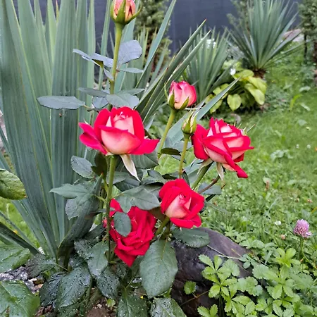 Mala Farma Nani Visoko