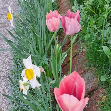 Mala Farma Nani Farmház